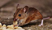 24 Hour & Emergency Exterminators in Morton, MS